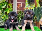 German Shepherd Puppy