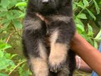 German Shepherd Puppy