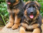 German shepherd puppy