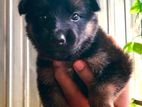 German Shepherd Puppy