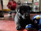 German Shepherd Puppy