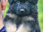 German Shepherd Puppy