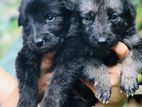 German Shepherd Puppy