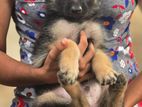 Germen Shepherd Puppies