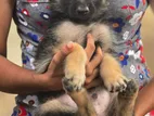 Germen Shepherd Puppies