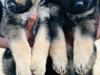 German Shepherd Puppies