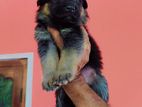 German Shepherd Puppy