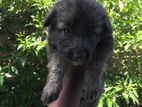 German Shepherd Puppy