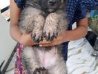 German shepherd Puppies