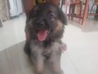 German Shepherd Puppy