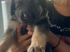 German shepherd puppy
