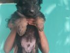 German Shepherd Puppy