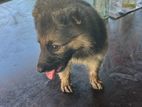 German Shepherd Puppy Male