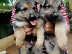 German Shepherd Puppies