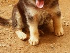 German Shepherd Puppy