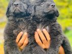 German Shepherd Puppies