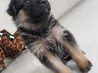 German Shepherd Puppy