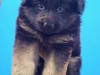 German Shepherd Puppy