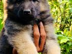 German Shepherd Puppy