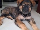 German Shepherd Puppy