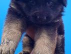 German Shepherd Puppy