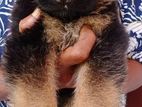 German Shepherd Puppy