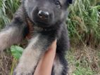 German Shepherd Puppy