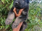 German Shepherd Puppy