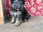 German Shepherd Puppy