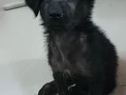 German Shepherd Puppy