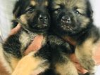 German Shepherd Puppy