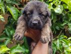 German Shepherd Puppy