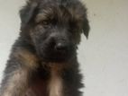 German Shepherd Puppy