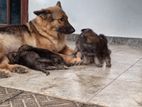 German Shepherd Puppy