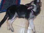 German shepherd puppy