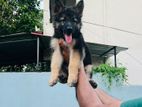 German Shepherd Puppy