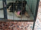 German Shepherd Puppy