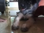 German Shepherd Puppy