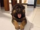 German Shepherd Puppy