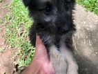 german shepherd puppy