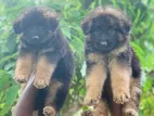 German Shepherd Puppy