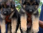 German Shepherd Puppy