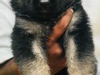 German Shepherd Puppy For Sale