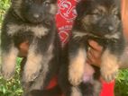 German Shepherd Puppy for Sale