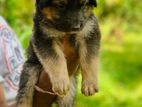 German Shepherd Puppy