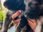 German Shepherd Puppy
