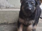 German Shepherd Puppies