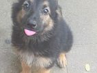 German Shepherd Puppy
