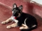 German Shepherd Puppy