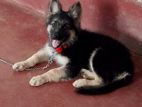 German Shepherd Puppy